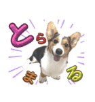 コーギー犬とらまるくん②（個別スタンプ：37）