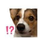 コーギー犬とらまるくん②（個別スタンプ：38）