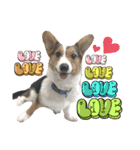コーギー犬とらまるくん②（個別スタンプ：40）