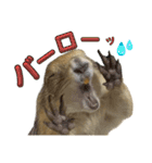 プレーリードッグのピスケ（個別スタンプ：4）