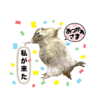 プレーリードッグのピスケ（個別スタンプ：12）