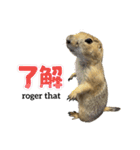 プレーリードッグのピスケ（個別スタンプ：15）