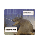 プレーリードッグのピスケ（個別スタンプ：33）