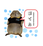 プレーリードッグのピスケ（個別スタンプ：34）