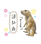 プレーリードッグのピスケ（個別スタンプ：36）