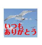 真鶴発！カモメのスタンプPART1( ´∀`)（個別スタンプ：2）