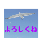 真鶴発！カモメのスタンプPART1( ´∀`)（個別スタンプ：4）