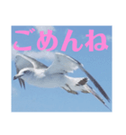 真鶴発！カモメのスタンプPART1( ´∀`)（個別スタンプ：5）