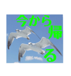 真鶴発！カモメのスタンプPART1( ´∀`)（個別スタンプ：8）