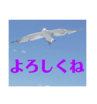 真鶴発！カモメのスタンプPART1.5( ´∀`)（個別スタンプ：5）