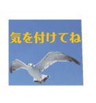 真鶴発！カモメのスタンプPART1.5( ´∀`)（個別スタンプ：6）