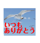 真鶴発！カモメのスタンプPART1.5( ´∀`)（個別スタンプ：7）