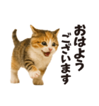 子猫の日常フレーズ（敬語）（個別スタンプ：1）