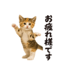 子猫の日常フレーズ（敬語）（個別スタンプ：2）