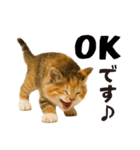 子猫の日常フレーズ（敬語）（個別スタンプ：3）