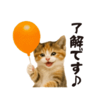 子猫の日常フレーズ（敬語）（個別スタンプ：4）