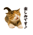 子猫の日常フレーズ（敬語）（個別スタンプ：5）