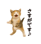 子猫の日常フレーズ（敬語）（個別スタンプ：7）