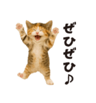 子猫の日常フレーズ（敬語）（個別スタンプ：8）