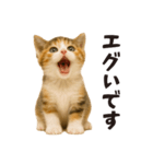 子猫の日常フレーズ（敬語）（個別スタンプ：9）