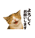 子猫の日常フレーズ（敬語）（個別スタンプ：10）
