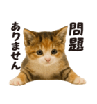 子猫の日常フレーズ（敬語）（個別スタンプ：11）