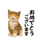 子猫の日常フレーズ（敬語）（個別スタンプ：12）
