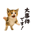 子猫の日常フレーズ（敬語）（個別スタンプ：13）