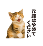 子猫の日常フレーズ（敬語）（個別スタンプ：14）