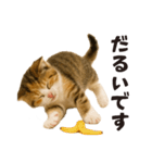 子猫の日常フレーズ（敬語）（個別スタンプ：15）