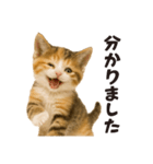 子猫の日常フレーズ（敬語）（個別スタンプ：16）