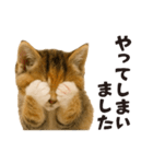 子猫の日常フレーズ（敬語）（個別スタンプ：18）