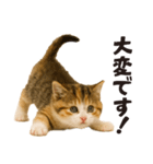 子猫の日常フレーズ（敬語）（個別スタンプ：20）