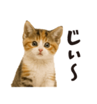 子猫の日常フレーズ（敬語）（個別スタンプ：21）
