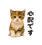 子猫の日常フレーズ（敬語）（個別スタンプ：22）