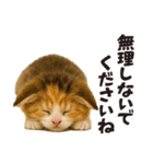 子猫の日常フレーズ（敬語）（個別スタンプ：23）