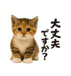 子猫の日常フレーズ（敬語）（個別スタンプ：24）