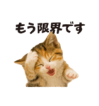 子猫の日常フレーズ（敬語）（個別スタンプ：25）
