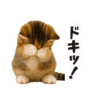 子猫の日常フレーズ（敬語）（個別スタンプ：26）