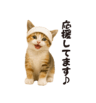 子猫の日常フレーズ（敬語）（個別スタンプ：27）
