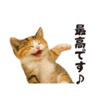 子猫の日常フレーズ（敬語）（個別スタンプ：28）