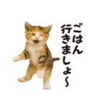 子猫の日常フレーズ（敬語）（個別スタンプ：29）