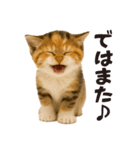 子猫の日常フレーズ（敬語）（個別スタンプ：30）