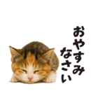 子猫の日常フレーズ（敬語）（個別スタンプ：31）