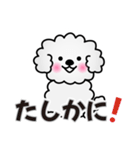 ずっと使えるワンコスタンプ♪トイプードル（個別スタンプ：14）