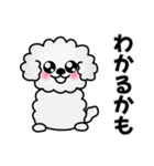 ずっと使えるワンコスタンプ♪トイプードル（個別スタンプ：16）