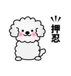 ずっと使えるワンコスタンプ♪トイプードル（個別スタンプ：24）
