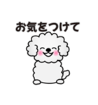 ずっと使えるワンコスタンプ♪トイプードル（個別スタンプ：31）