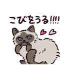 ヒマラヤンです（個別スタンプ：16）