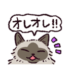 ヒマラヤンです（個別スタンプ：17）